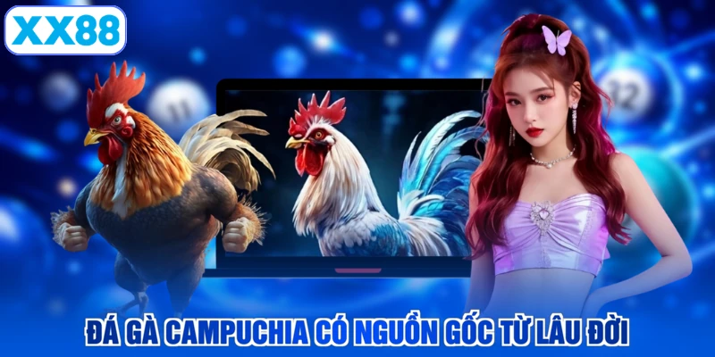 Đá gà Campuchia có nguồn gốc từ lâu đời